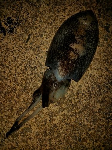 日本海