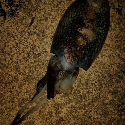 コウイカ