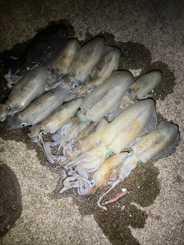アオリイカの釣果