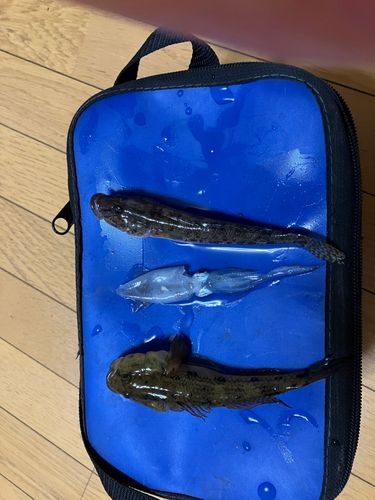 ヒイカの釣果