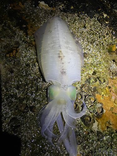 伊勢湾