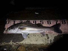 シーバスの釣果