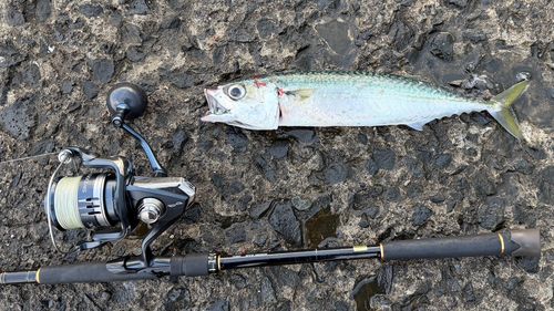 サバの釣果