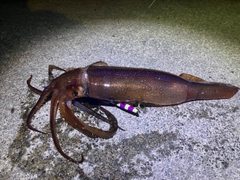 イカの釣果