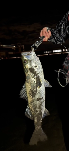 マルスズキの釣果