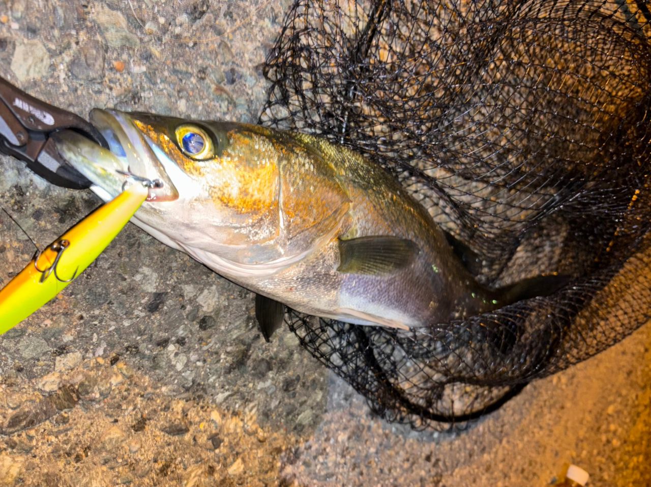 SHIMANO 23ディアルーナ S96Mの最安値・インプレ・釣果 | 本音の