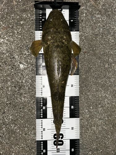 マゴチの釣果