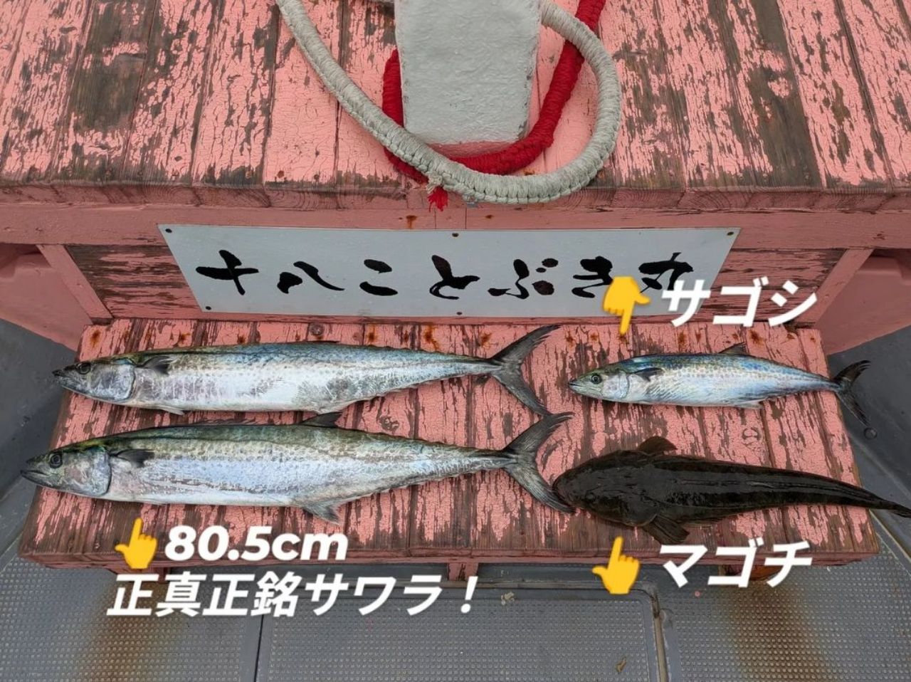 サワラ