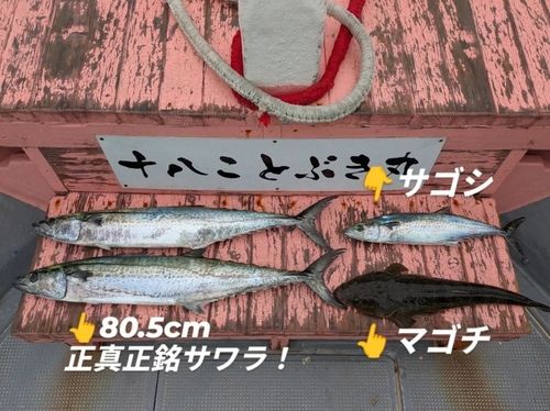 サワラの釣果