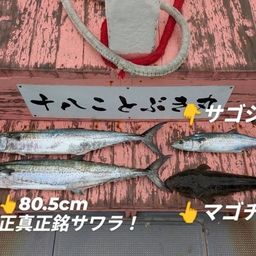 サワラ