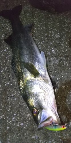 江戸川河口