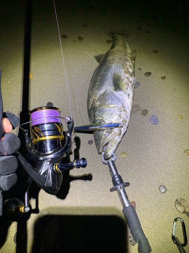 スズキの釣果