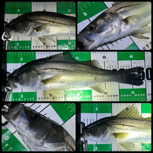 シーバスの釣果