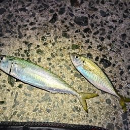 アジ