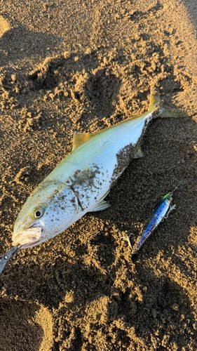 コゾクラの釣果