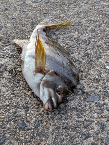 タカノハダイの釣果