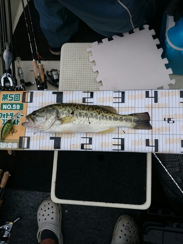 ブラックバスの釣果