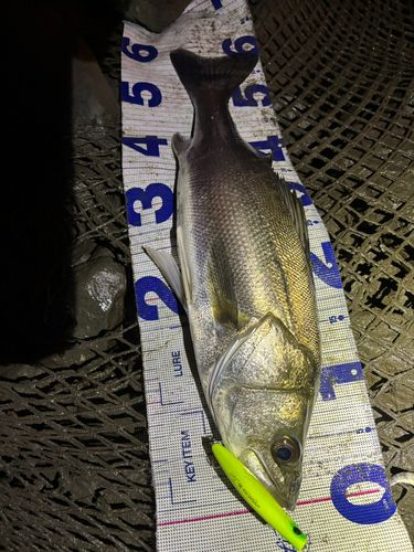 シーバスの釣果