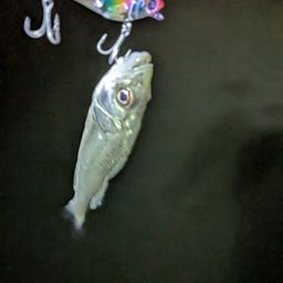 シーバス