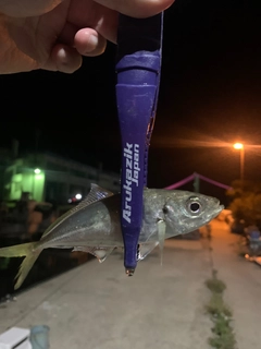 マアジの釣果