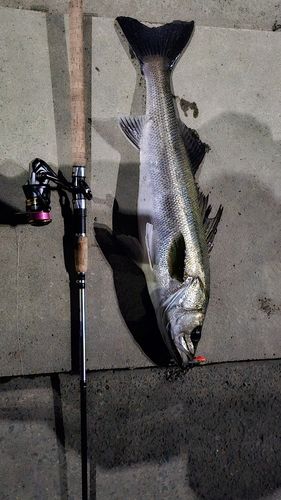 シーバスの釣果