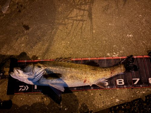 シーバスの釣果