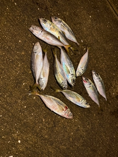 アジの釣果