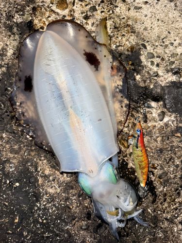 アオリイカの釣果