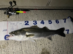 シーバスの釣果