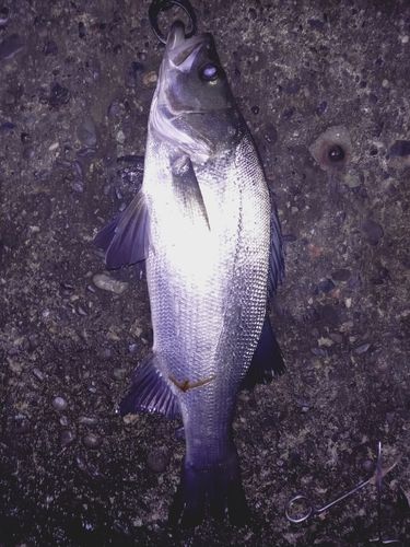 駿河湾