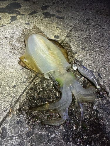 アオリイカの釣果