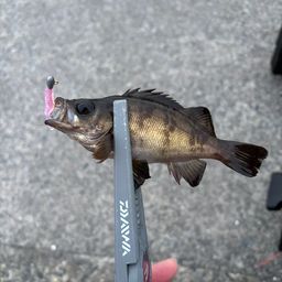 メバル