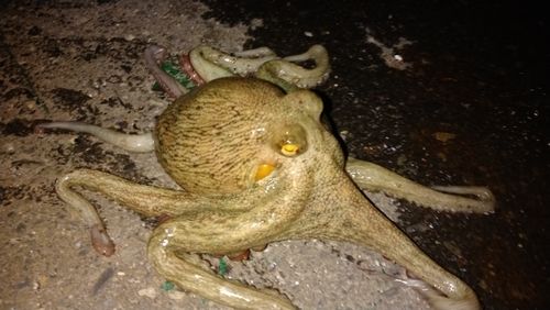 石巻湾