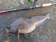 アイナメの釣果
