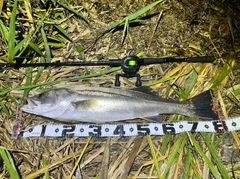 スズキの釣果