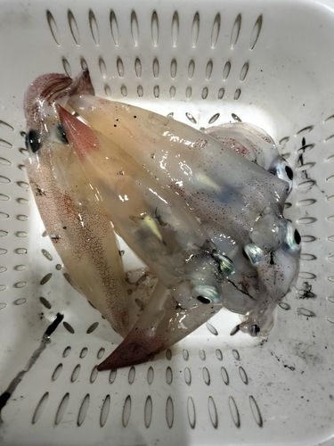 釜石湾