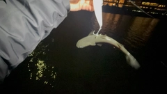 ボラの釣果