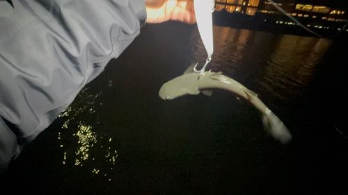 鶴見川下流
