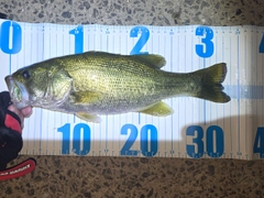 ラージマウスバスの釣果