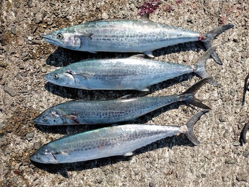サゴシの釣果
