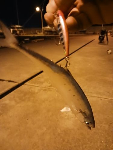 イケカツオの釣果