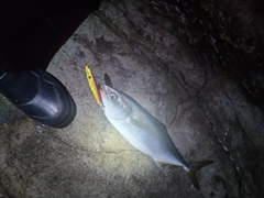 ワカシの釣果