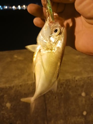 メッキの釣果