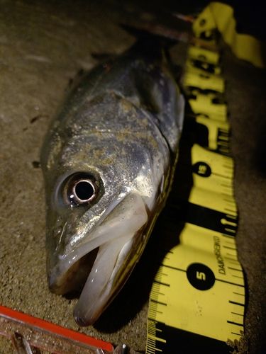フッコ(マルスズキ)の釣果