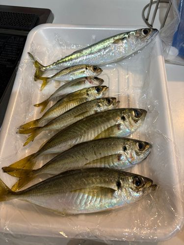 アジの釣果