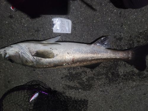 スズキの釣果