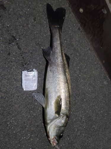 スズキの釣果