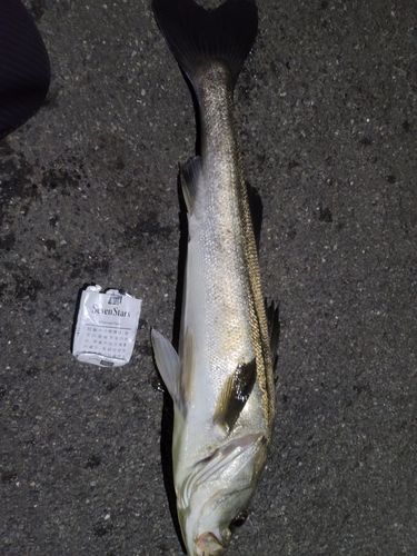 スズキの釣果