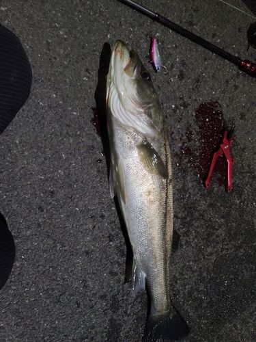 スズキの釣果