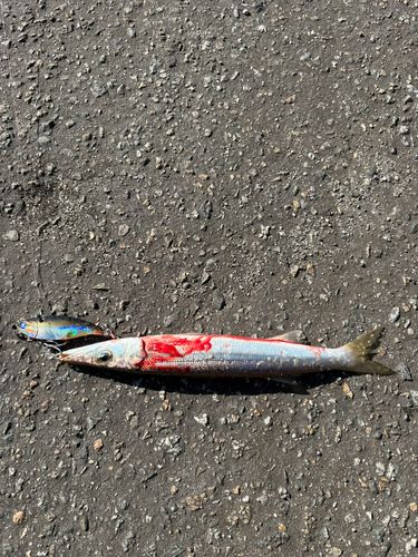 カマスの釣果